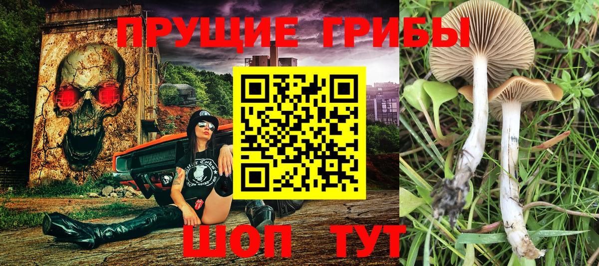 Зеленокумск  Псилоцибиновые грибы прущие грибы  Вход с VPN  где можно купить   Псилоцибиновые грибы Magic Shrooms 